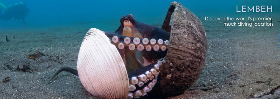 passport-to-paradise-lembeh