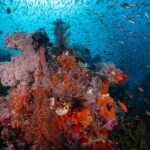 Buntes Unterwassertreiben Tauchboot Amira