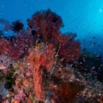 Buntes Unterwassertreiben Tauchyacht Amira