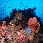 Buntes Unterwassertreiben Tauchschiff Amira