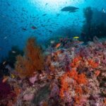 Buntes Unterwassertreiben Tauchsafariboot Amira