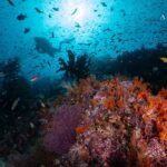 Buntes Unterwassertreiben Tauchsafariyacht Amira