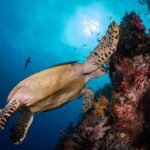 Schildkröte Liveaboard Amira