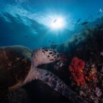 Schildkröte Safariboot Amira